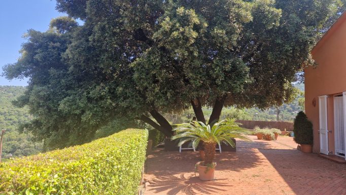 arbol gigante alzina gigante