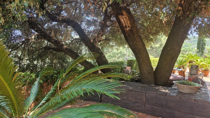 sombra de arbol Arbol gigante